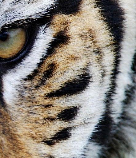ri India Tiger Safari Minimun number of person: 4 Program length: 10 days Period: 27 March-