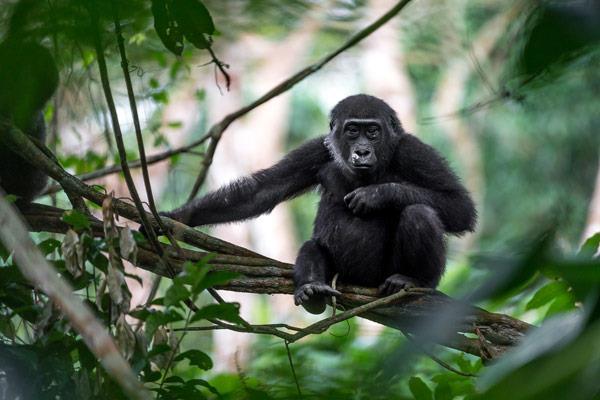 Early morning treks into the rainforest to locate Western Lowland Gorillas will provide you with opportunities to also observe other primates, such as putty nosed and moustachioed monkeys, while