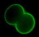 B Zadatak 1: Rotacijsko gibanje citoplazme u stanicama lista vodene kuge (Elodea canadensis).