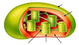 PLASTIDI Plastidi su stanični organeli karakteristični za biljnu stanicu i stanice alga. Od citoplazme su odjeljeni dvostrukom membranom.