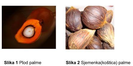 Anđelka Palameta: Utjecaj dodatka antioksidanasa na oksidacijsku stabilnost palmine masti 2.1. SIROVINE ZA PROIZVODNJU PALMINOG ULJA 2.1.1. Plod plame Palmino ulje dobiva se od mesnatog dijela plodova palme sorte Elaeis guineensis.