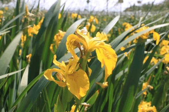 Page 11 Why Is It a Noxious Weed? Yellow Flag Iris Iris pseudacorus Yellow flag iris is an invasive ornamental perennial that is a problem in many states and other countries.