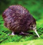 You ll get up close with endangered kiwi birds and help with hands-on conservation, working to restore their natural rainforest habitat.