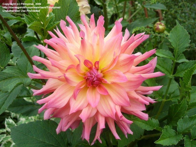 JUST PEACHY DSO s 2014 FLOWER OF THE YEAR THE TOP DAHLIAS OF 2013 1. Embrace 16. Parkland Rave 2. Lakeview Glow 17. Mary s Jomanda 3. Valley Porcupine 18. Hamari Accord 4. Verrone s Morning Star 19.