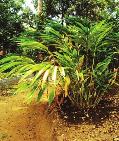 Zdrava kuhinja Kardamom je doma v južni Indiji, kjer na sonce občutljivi grmi rastejo Kardamom v senci večjih dreves Ko vstopamo v svet tropskih začimb, je druga črka te eksotične abecede k kot