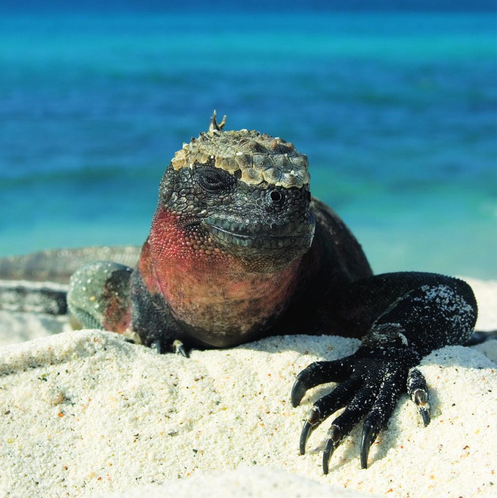 GALAPAGOS REQUEST WITH THE HIGHLANDS OF ECUADOR 11 th - 24 th