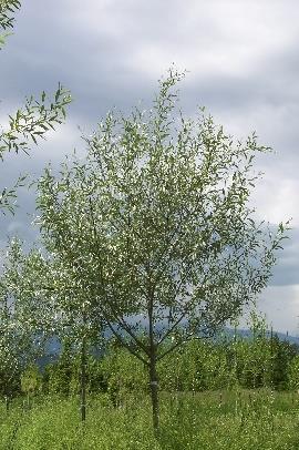 Prunus padus Merlot Birdcherry - zone 3 Salix alba tristis Niobe Weeping Willow sold out 1.75" $75 zones 2-8 1 2" $90 sold out 1.75" $75 2 2.25" $100 sold out 2" $85 3 2.5" $110 sold out 2.