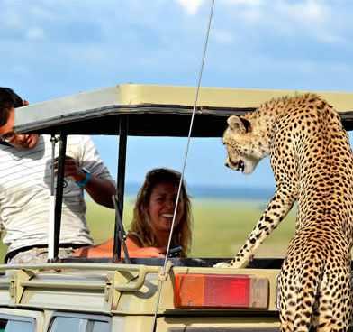 to Explore Ngorongoro Conservation Area Dinner and overnight stay at lodge NGORONGORO CONSERVATION AREA The Ngorongoro Conservation Area: A protected area and a World Heritage Site located 110 miles