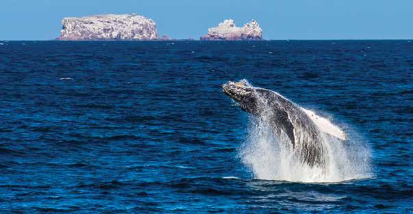 Whales & Wildness: Spring in the Sea of Cortez ITINERARY: 8 DAYS/7 NIGHTS NATIONAL GEOGRAPHIC SEA BIRD Watch whales and dolphins from the deck of an intimate, 62-guest expedition ship and at water