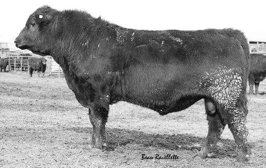 BASIN JOYCE N746 J R SLEEP EASY 042E BASIN JOYCE 4147 BASIN JOYCE D651 0 3.5 51 77 19 2.62 40.51 k Used this bull last year. One of the few Brutes in the sale. He is flat good.