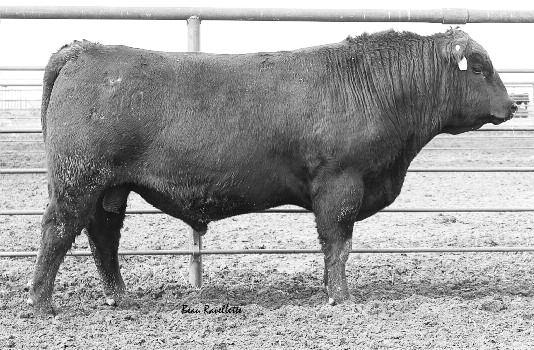 34 k Heifer bull. We lost 0201 in 2014. These will be the last ones. He did us a good job.