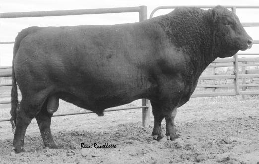 06 Ballard 628 was chosen as a complete package herd sire from northern Montana. He was proven in the Gary Funk program and exhibited flawless structure, disposition and pedigree.