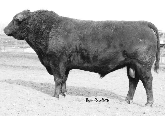 Herd Reference Sires D D COLE CREEK ENCORE 451 BD: 02/19/2011 Reg No: 17039930 Tattoo: 451 SHOSHONE ENCORE 6310 C A R MISS FOREVER 546 COLE CREEK ENCORE 49N COLE CREEK INCITER 253 COLE CREEK EILEEN