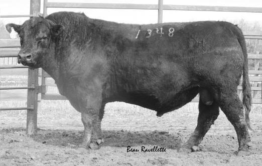 35 This is another Ballard son we chose to carry on the Ballard influence in our cowherd. His dam, 219, will calve again in 2015 at 13 years old.