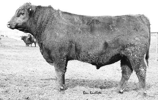 30 k This is a potential herd sire. His dam is really good. Great performance with calving ease.