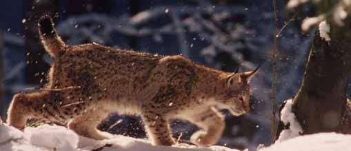 In March of 1973 three females and three males, caught in the Slovakian Carpathians, were released in Kočevski Rog in Slovenia, and after an absence of more than 70 years the lynx again became a