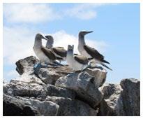 PM: Española Island, Punta Suarez This rocky land spot sustains one of the most impressive and varied colonies of sea birds in the Galapagos.