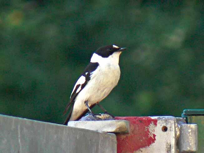 Mužjak se za vrijeme gniježđenja razlikuje od mužjaka crnoglave muharice po bijeloj ogrlici na vratu (ime), bijeloj trtici te jače naglašenim bijelim krilnim prugama (naziv bijelokrilica).