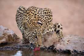 General Information This trip offers a number of extraordinary photographical highlights! The trip offers you countless photographic scenes featuring the creatures of the Kalahari desert.