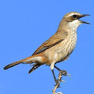 10 be found here include Benguella Long-billed Lark, Stark s Lark, Ludwig s Bustard, Ruppell s Korhaan, Herero Chat, Monteiro s Hornbill, Burchell s Courser, Ruppell s Parrot, Carp s Tit and