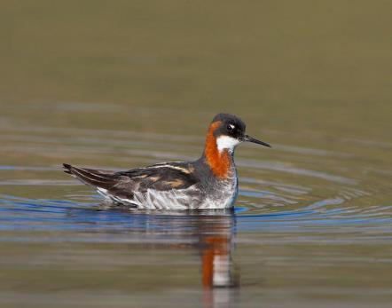 Black-necked Grebe occurs in rafts of hundreds and at times thousands of migratory terns are