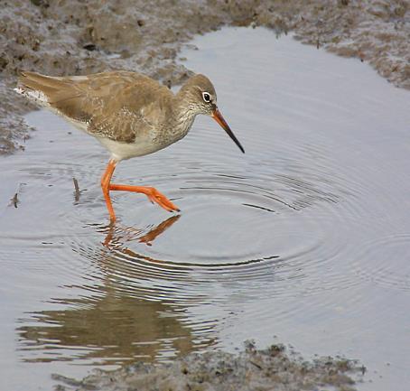 The chances of seeing rarities such as Red-necked Phalarope, Common Redshank, European