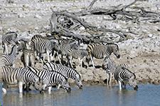 (B,L,D) SAT MAY 31 ETOSHA - WINDHOEK Final private charter flight, back to Windhoek (~1½hrs), arriving at the Eros Airport and transferring to
