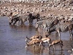 wildlife conservation area, Etosha National Park.