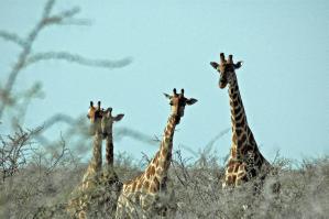 Epacha Private Game Reserve is home to the Black Rhino custodian program and hosts the endemic Black Faced impala, the Tsessebe, Giraffe,