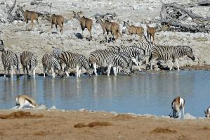 THU MAY 29 ETOSHA NATIONAL PARK After breakfast we head out on an excursion to Etosha National Park, returning to the lodge and time for