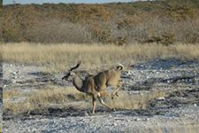 (B,L,D) FRI MAY 30 ETOSHA NATIONAL PARK This morning it s one last excursion to Etosha National Park, returning to the lodge for relaxation and