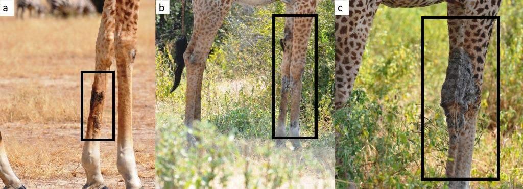 resulted in the near total absence of giraffe in the game controlled area in the western part of the Tarangire- Manyara ecosystem (Kiffner et al. 2015).