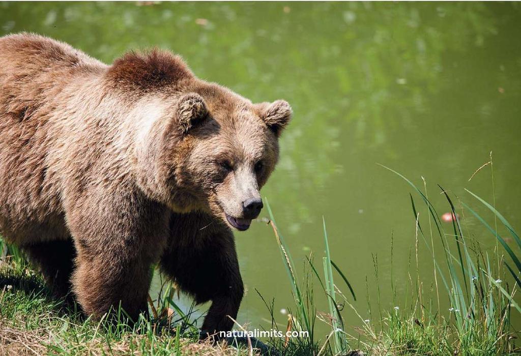 SPRING SUMMER Bear sighting The Brown bear after hibernation The best seasons to obsere the Cantabrian brown bear are in spring and summer.
