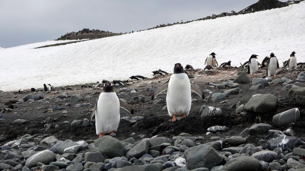 Daily zodiac excursions around the Antarctica Peninsula provide an opportunity to look for thriving colonies of roosting penguins,