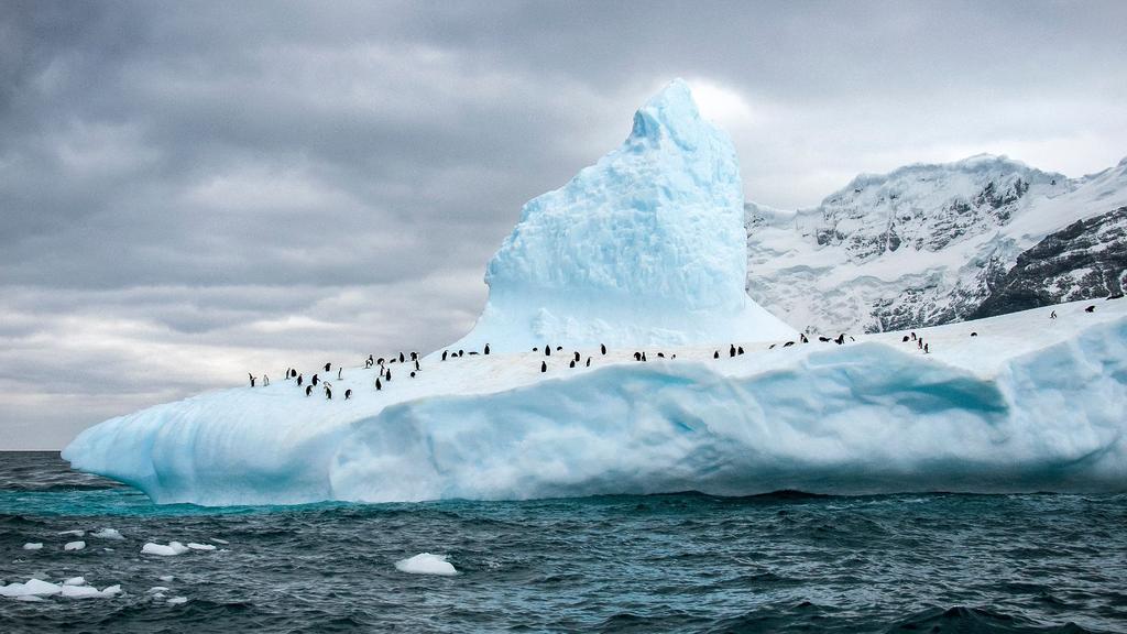 Travelling into the Antarctic Peninsula, where Weddell seals, orcas and leopard seals sharing the oceans with incredible tabular