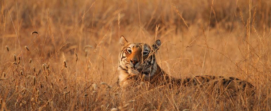 Day 5/6 Drive 150 miles to India s top tiger playgrounds; Bandhavgarh National Park There s one main reason to beat around the bush in Bandhavgarh: Tigers.