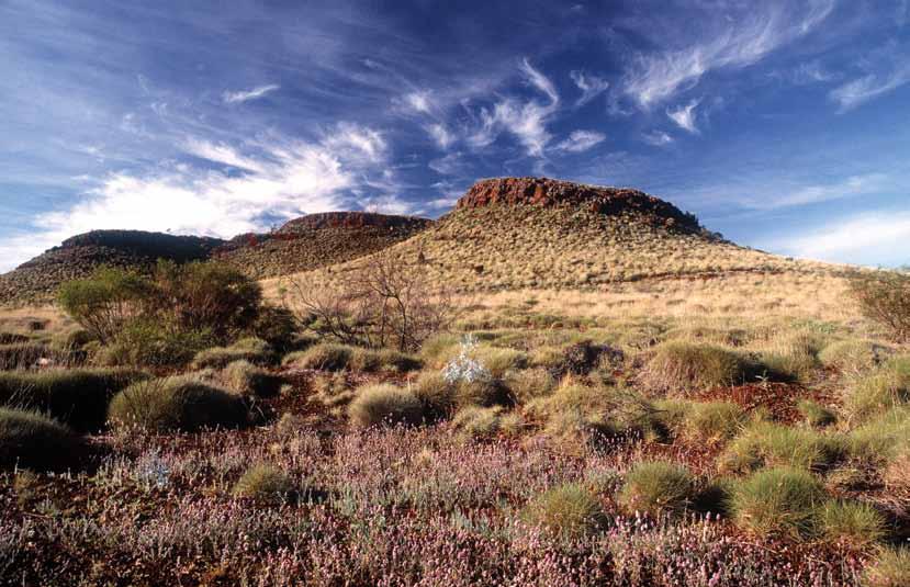 Riversleigh s landscape of semi arid grasslands holds one of the world s richest fossil locations which tell of when the area was rainforest.