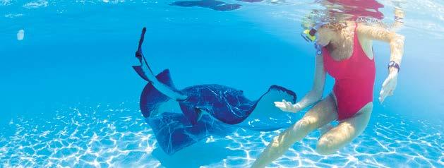 Welcome to Nassau, Bahamas It s Better in the Bahamas Stingray and Beach Day This experience is the perfect opportunity to get up-close with stingrays right from the beach as you enjoy a private