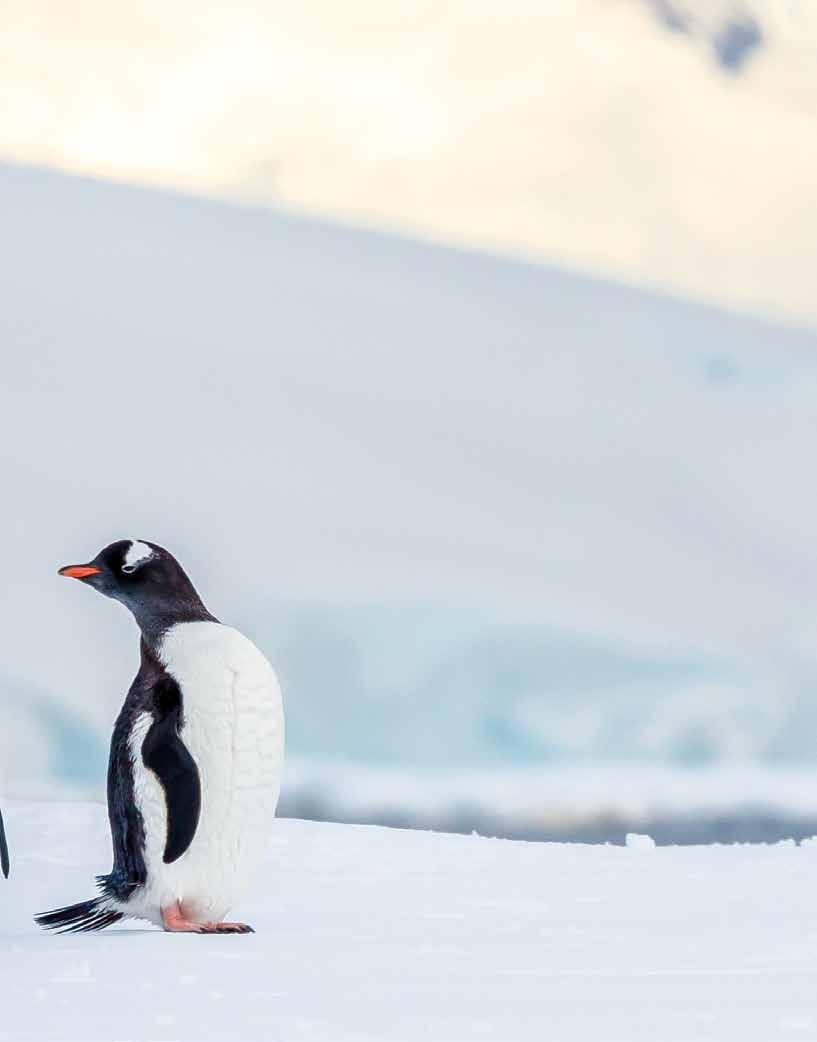 THEM IS TO LOVE THEM The penguin experience in Antarctica is another thing entirely: it s incredible, less seeing than being since they move freely about, interweaving among us, and generally