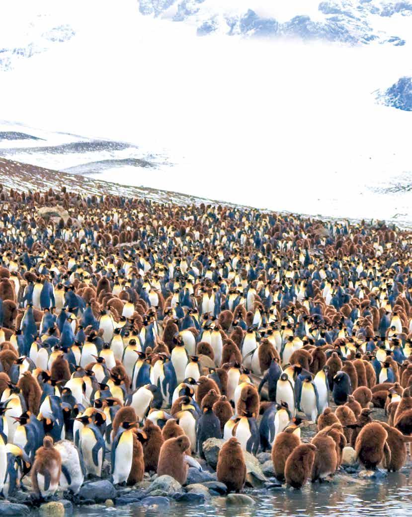 In addition to the colossal king penguin colonies, South Georgia is also home to thriving fur seal populations, elephant seals, gentoo and macaroni penguins, skuas, and the tiny but mighty South