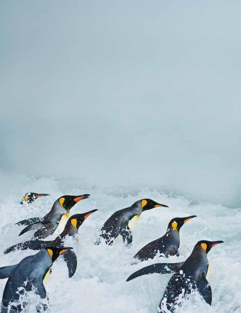 SOUTH GEORGIA AND THE FALKLANDS 19 DAYS/16 NIGHTS ABOARD NATIONAL GEOGRAPHIC EXPLORER PRICES FROM: $16,990 to $32,880 (See pages 44-45 for complete National Geographic Explorer prices.
