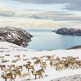 DAY 13: Nordkapp Head back to the coast and visit Nordkapp in the Finnmark region. Take a scenic drive of this high rugged, coastal plateau, keeping an eye out for wild reindeer.