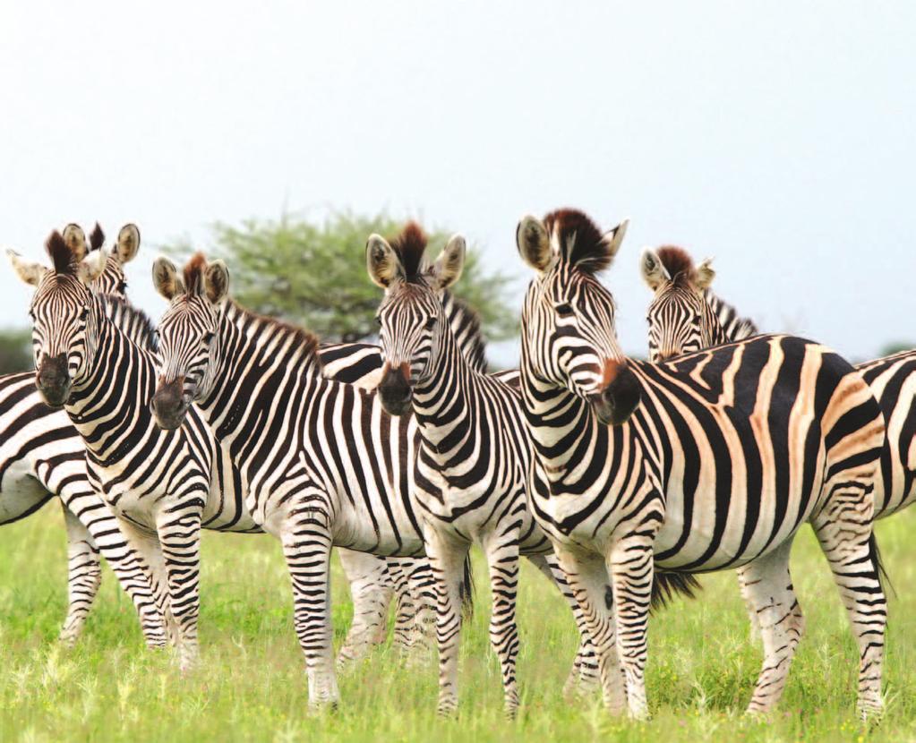 GRAND SOUTH AFRICA FEATURING TWO NIGHTS ABOARD THE LUXURIOUS ROVOS RAIL March 24 April 5, 2014 (12 nights/13 days) During game drives at Kamapa Private Game Reserve, be on the lookout for an alert