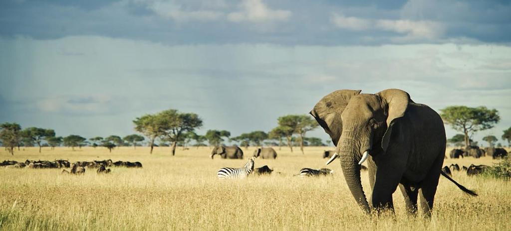 THE ULTIMATE AFRICA EXPERIENCE The ultimate African experience is one that encompasses the diverse beauty of both Southern and Eastern Africa; from beach to jungle, to savannah and mountain.