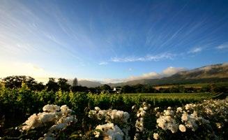 The hotel is situated deep in the historic Constantia Valley on the slopes of Table Mountain.