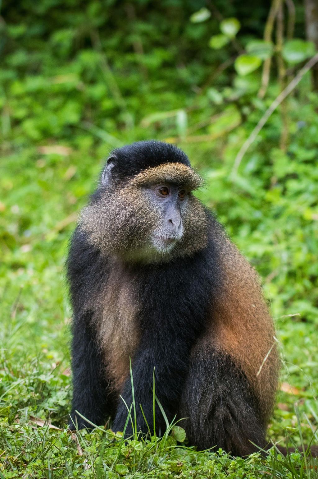 After our gorilla trek in Volcanoes National Park, we return to track the Golden Monkeys, a rare highland monkey with a golden orange