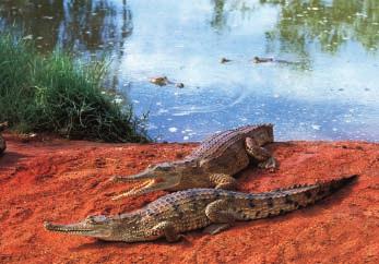 Daly Waters Pub Crocodiles produce to Australian and overseas markets. To start this exciting day we take a cruise from Lake Kununurra down the spectacular Ord River.