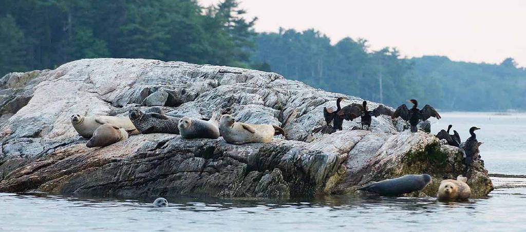 In 2014, MCHT launched a $125 million Campaign to make the most of the conservation opportunities before us and ensure a healthy, working, open Maine coast far