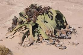 DAY 16: Do a tour to the desert and explore the Moon Valley and the Welwitschia plants in the desert.