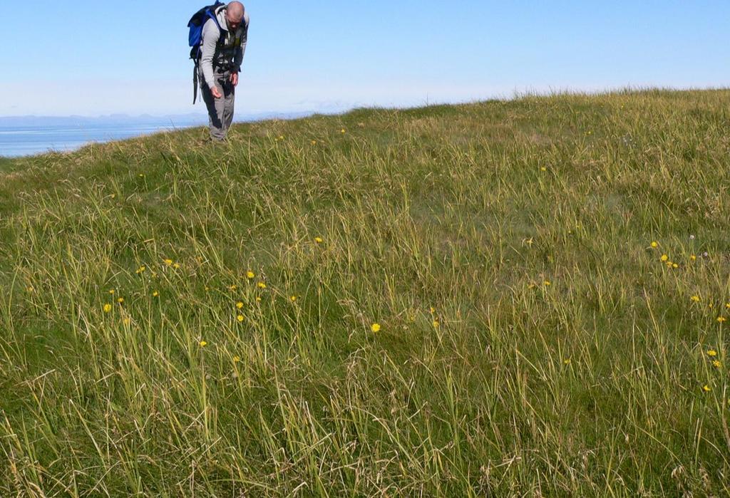 The vegetation in Elliðaey mainly consists of a mosaique of H1 (grassland)